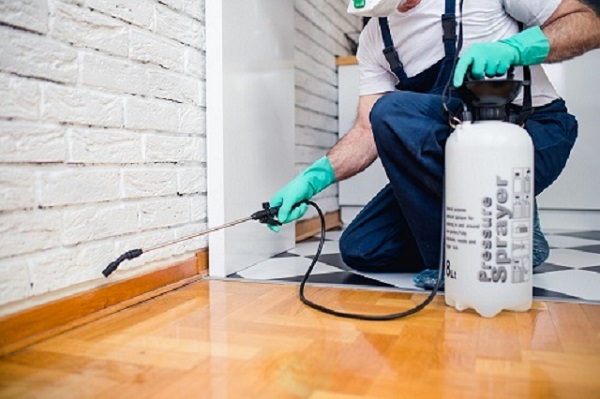 phúc thuốc diệt mối trực tiếp vào tổ